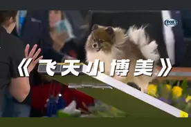 谁家的鸡毛掸子在飞啊！2021年西敏寺敏捷赛8英寸组博美