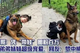天哥：凭“带娃”圈粉百万，对弟弟妹妹超级宠爱，网友：梦中情狗视频封面