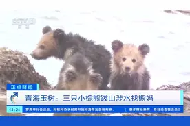 可爱！青海玉树 三只小棕熊跋山涉水找熊妈  边跑边呼叫视频封面