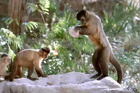 灵长类动物猴子，使用石头工具砸坚果，动作做的有模有样。