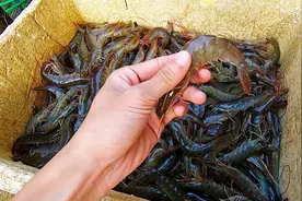 大姐新居进宅当天！凌晨4点半去熟人那买虾，帮大姐省了几百大洋视频封面