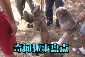 村头一块空地上，突然长出一个“脑袋”，难道有人故意抛尸？视频封面