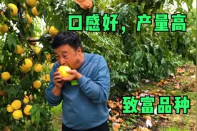 新品种黄桃，9月底10月初成熟，个头大含糖高酥脆甜，来了解下视频封面