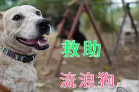 纪录片：流浪狗被主人用塑料袋绑住狠心抛弃，遇好心小哥及时救助视频封面