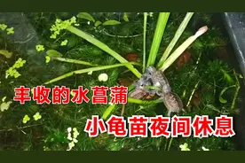 水菖蒲大丰收，挂满了小乌龟，深水无晒台养龟苗夜间睡觉休息实况视频封面