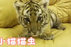 出生不久的小老虎，爪子就有这么大！网友：不愧是万兽之王视频封面