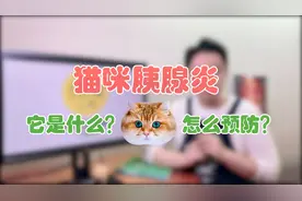 猫咪的胰腺炎，它是什么? 怎么预防？视频封面