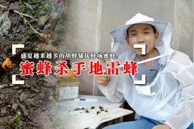 盛夏胡蜂入侵蜂场，地雷蜂最厉害，几只就能灭掉一群蜜蜂