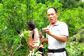 青花椒靠下桩采收，很多朋友还没见过，解除大家的疑惑视频封面