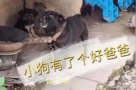 流浪狗崽免费领养，小黑狗找到了狗爸爸，以后好好的给主人看家吧