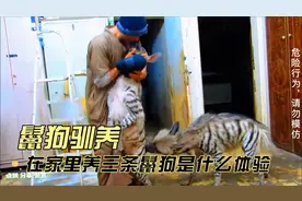 鬣狗驯养：在家里养三条成年鬣狗会怎么样？视频封面