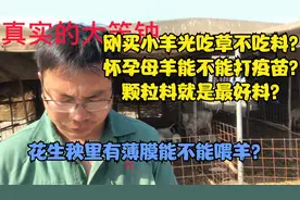 刚买小羊光吃草不吃料，怀孕母羊能不能打疫苗，颗粒料是最好料？视频封面