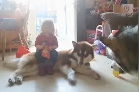 小主人坐在阿拉斯加的背上，狗狗竟然也丝毫不反抗，真是没谁了视频封面