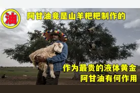 阿甘油竟是山羊粪制作的？作为最贵的液体黄金，阿甘油有何作用？