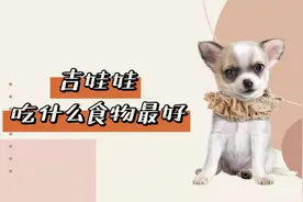吉娃娃吃什么食物最好？这些东西，主人都可以喂食