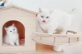 奶猫想出道，幼儿园里却遇到小霸王，叫声好惨！视频封面