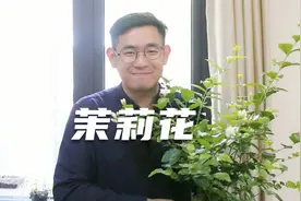 我们为什么要修剪茉莉花？这个视频给你讲述，茉莉花修剪的意义视频封面
