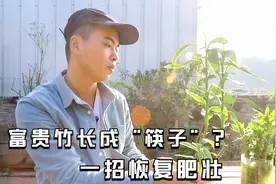 富贵竹长成“筷子”？又高又瘦，拦腰处理最有效视频封面