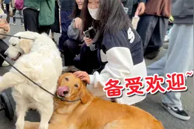 带两只狗狗去逛街，竟被一群小姐姐围着撸！