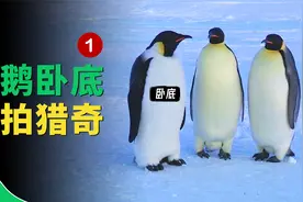 卧底偷拍帝企鹅，小两口情投意合，结果被小三插足，情况相当混乱视频封面