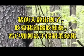 豪猪的天敌出现了，吃豪猪就像吃辣条，看它如何高手段猎杀豪猪视频封面