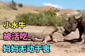 小水牛被科莫多巨蜥抢走活吃，妈妈竟在一旁无动于衷，太气人了！视频封面
