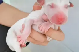格力母犬一胎产下20只狗崽，养狗大爷又喜又愁：生太多啦视频封面