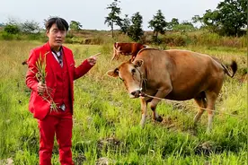 穿红色衣服，牛会攻击我吗？