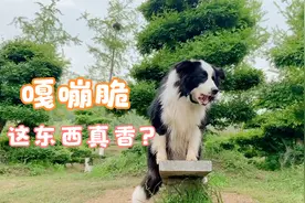 嘎嘣脆！狗狗在外啃萝卜，咀嚼声清脆引网友直呼：真香