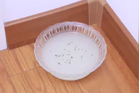 今天才知道，蚊子最怕这碗水，家里放一个，蚊子死的一干二净视频封面
