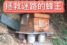 养蜜蜂趣事之拯救迷路的蜂王视频封面