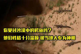 你见过沙漠中的鳄鱼吗？它们性格十分温顺，当地人将鳄鱼奉为神明
