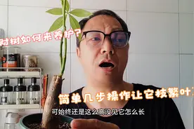 发财树瘦小枯干如何来养护？简单几步操作，让发财树枝繁叶茂视频封面