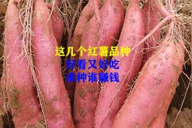 这几个红薯品种，外观好看又好吃，谁种谁赚钱视频封面