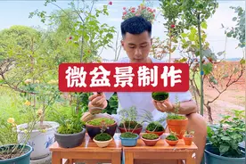 可爱的迷你植物，这些微盆景制作起来也非常简单，朋友们动手试试视频封面