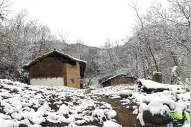 陕南农村入冬第一场大雪，百年瓦房依山而建，门前竹子被压弯了腰