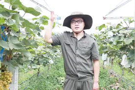 阳光玫瑰优点那么多，但为什么会出现危机呢？小阳客观分析原因