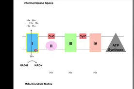 生物化学，氧化磷酸化的基本过程视频封面