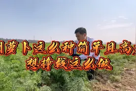 菜农用经验告诉你，胡萝卜这么种一亩地产13000斤，萝卜又大又直视频封面