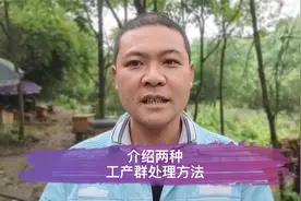 蜜蜂养殖技术，蜂群出现工蜂产卵怎么办？飞哥介绍两种处理方案视频封面