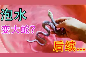 开箱国外玩具蛇，据说泡水72小时后可以变大600%倍？后续来了