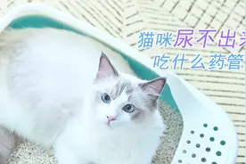 猫咪尿不出来尿吃什么药管用视频封面