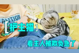 猫咪看见主人被欺负，趁其不注意咬伤胳膊，谁说猫没有狗忠诚的？视频封面
