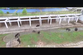 乾养堂全生态熊胆粉产地：取胆技术成熟 熊进食过程自然完成取胆