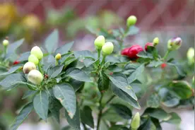 阳台养护五彩椒，这种肥最合适，施一次，挂满小灯笼视频封面