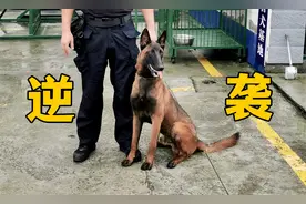 这是一个流浪狗，逆袭成警犬的故事！视频封面