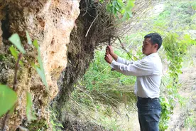 小伙在深山里发现，几百元一块的吸水石满山都是，挖了两篮子回家视频封面