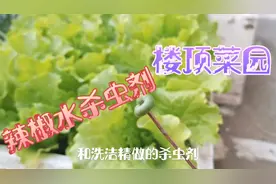 楼顶菜园生虫子咋办？自制辣椒水加它做成杀虫剂，没虫也预防视频封面