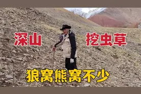 藏族大哥挖虫草遇狼窝，野牦牛骨头就干在附近，山里的路不好走！