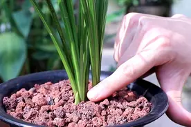 夏季养护兰花，这些“通病”不要犯，再好的兰花也会养没了视频封面